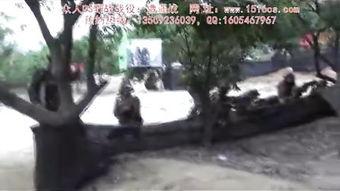 国产野战视频,展现中国军人英勇风采与实战智慧  第3张