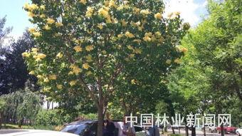 国产丁香网,探索中医药文化的瑰宝与传承 第2张 国产丁香网,探索中医药文化的瑰宝与传承 第2张